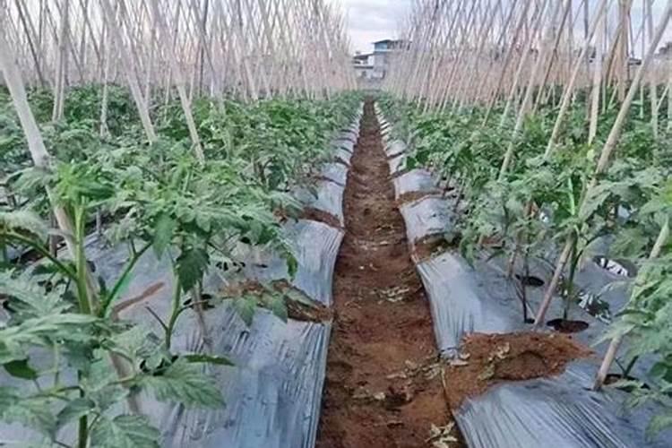 家庭绿植用什么肥料  懒人养花通用肥料