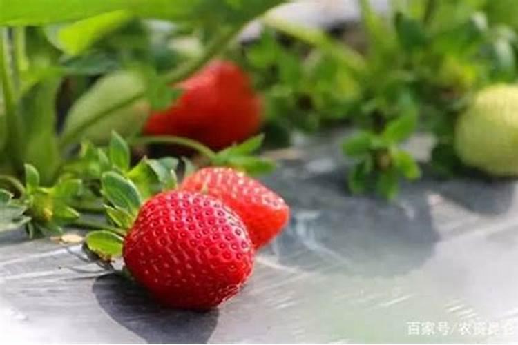 硝酸钾和硫酸钾哪个膨大好