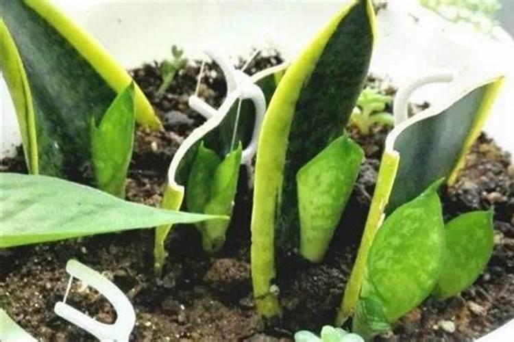 金边吊兰用什么肥料最好