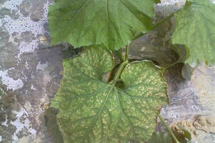 哪个牌子的叶面肥效果最好。