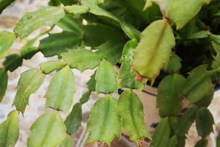 土壤离子钙、镁、硫在植物体内的生理功能及其土壤缺离子症状