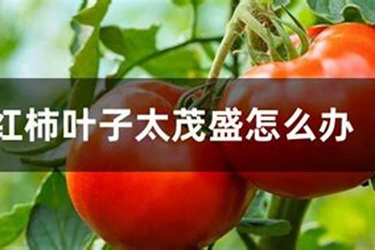 种番茄需要补钙吗？应该在哪些阶段补钙比较好？