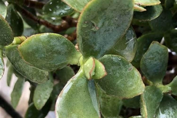 玉树冬天怎么养？