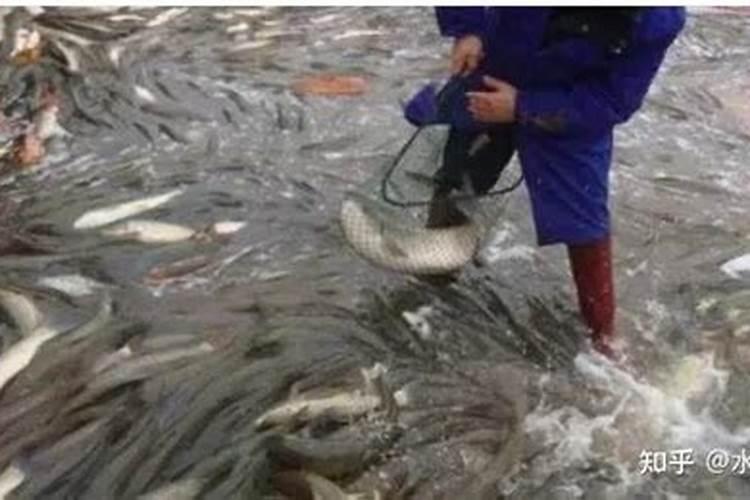 鱼蛋白肥如何辨别好坏？