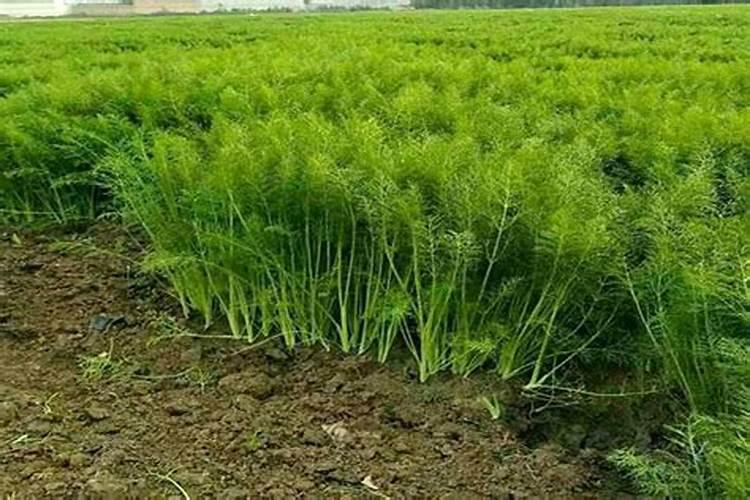 硅肥的好处是什么？