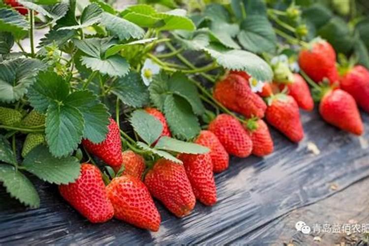 草莓结果期的施肥是怎样配比？看了不后悔