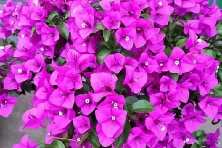 栀子花用什么肥料最好