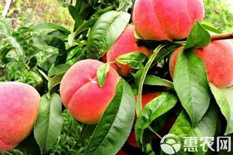 山东桃子姑娘农产品有限公司怎么样？