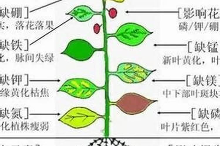 农作物叶面肥木醋液推荐厂家