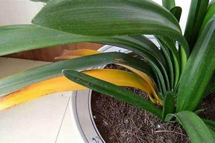 红薯施钾肥能否用草木灰代替？