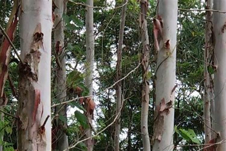 草莓膨大剂配方,草莓黄萎病如何防治