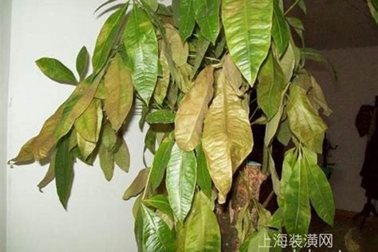 高粱打药后怎么管理