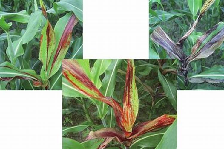 种高粱用什么肥料好