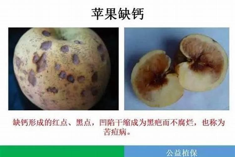 草莓施钙肥过多会造成什么影响？草莓缺钙肥应如何补救？