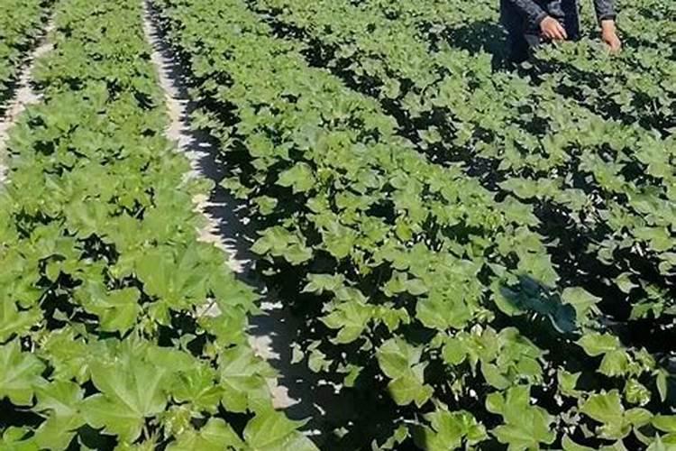 棉花施钾肥最佳时间 使用方法及注意事项