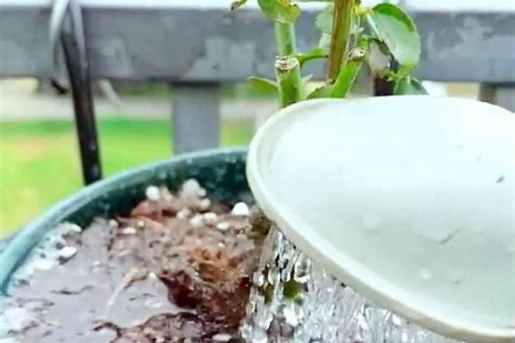 磷肥适合浇什么花