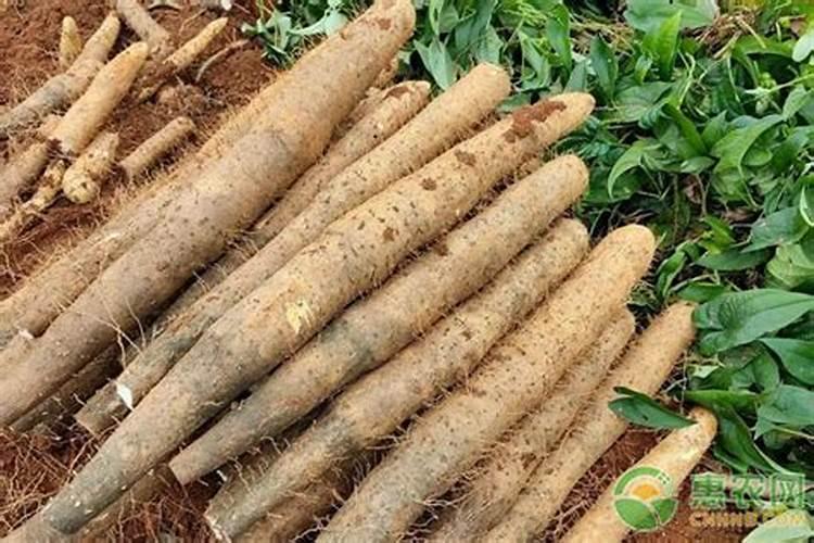 青瓜施什么肥最好