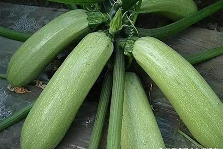 空心菜为什么包不住？