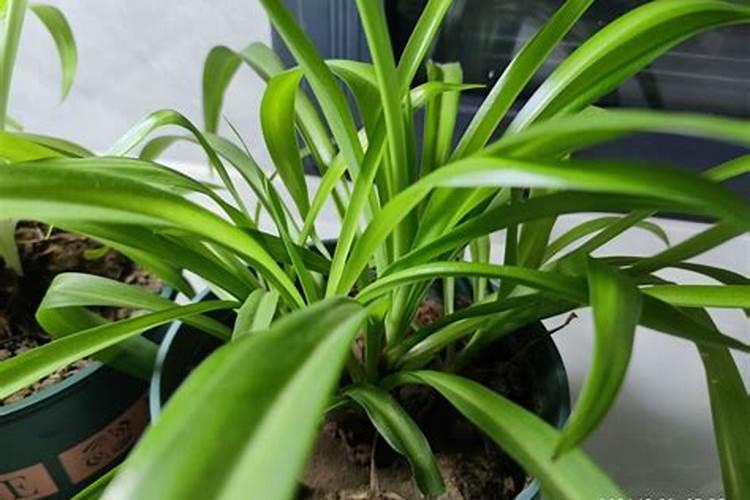 流体硼最佳搭配方法