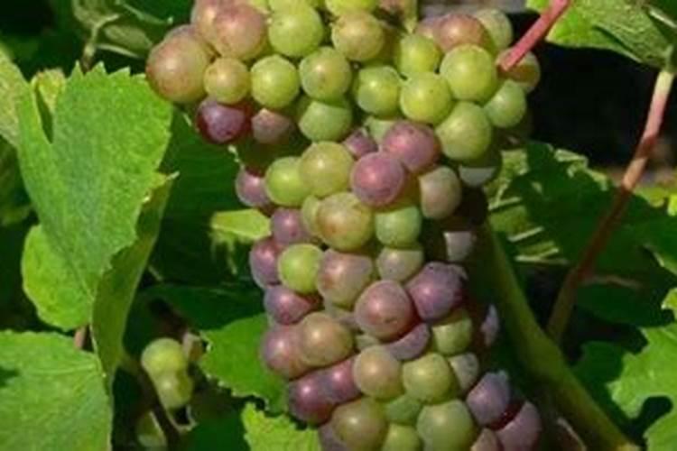 柑橘转色期返青原因有什么 如何防治