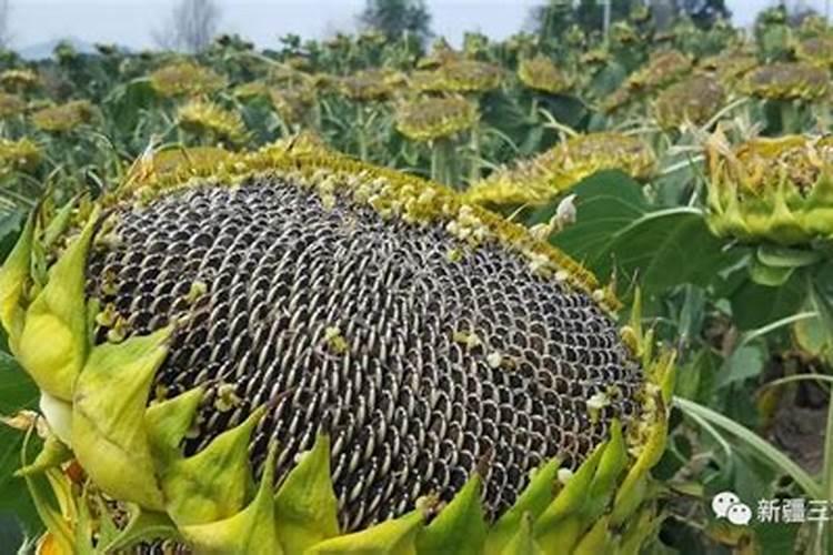 食葵灌浆需要施什么肥