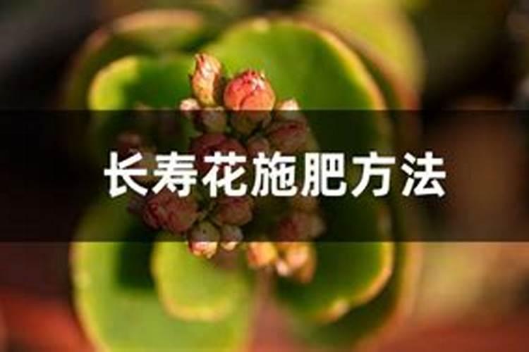 施肥过多的症状 长寿花施肥方法