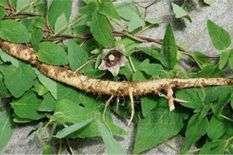 党参用什么肥料好？