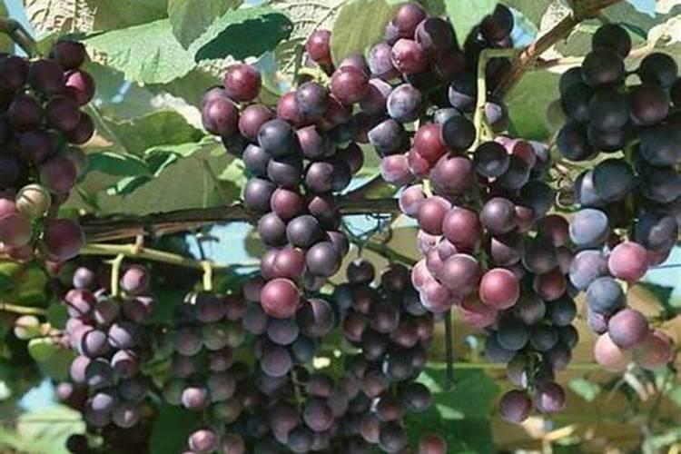 葡萄施肥要掌握三个“一定”