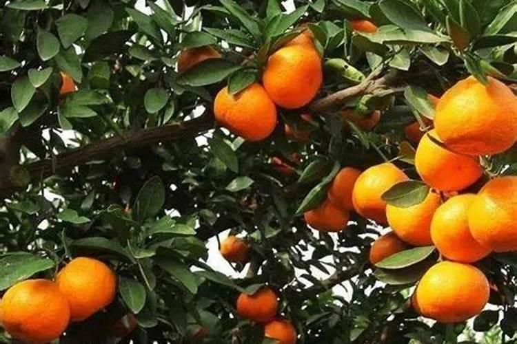 辣椒初花期滴23所高钾滴溉肥多吗