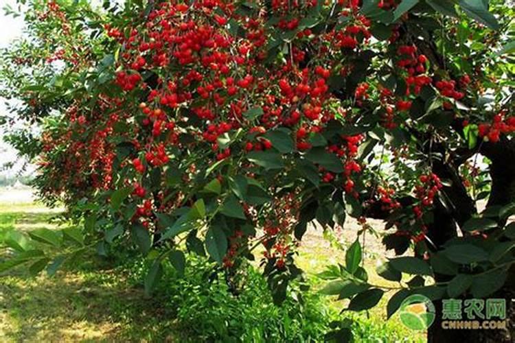 樱桃树施什么肥最好