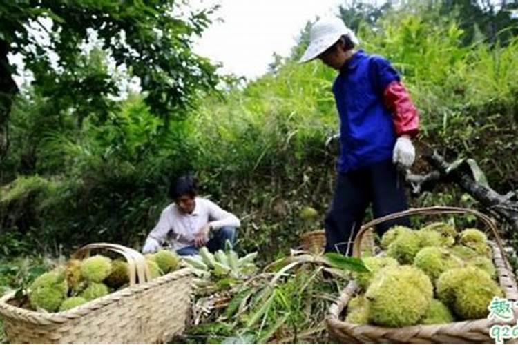 板栗如何施肥以及时间 板栗施肥最佳时间和方法