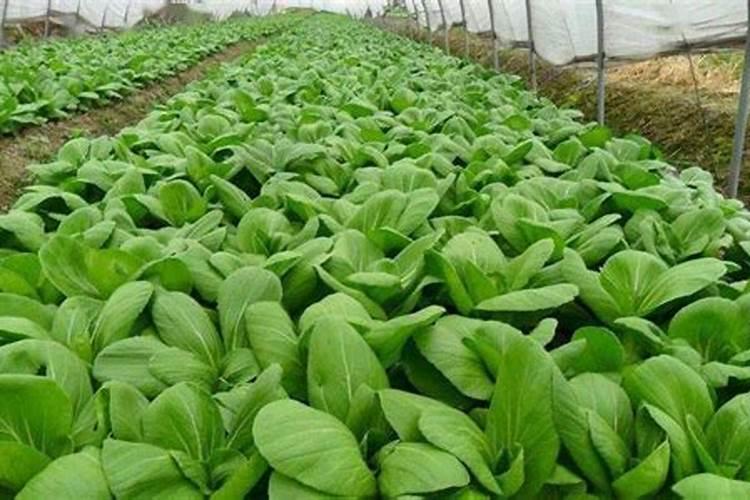 小白菜用什么肥料最好