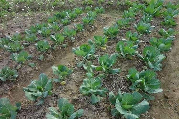 四平季小白菜出苗后怎样浇水施肥