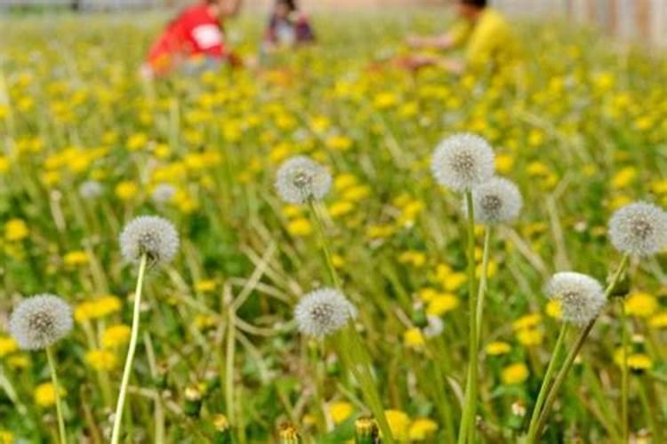 家庭盆栽蒲公英怎么施肥 家庭盆栽蒲公英如何施肥