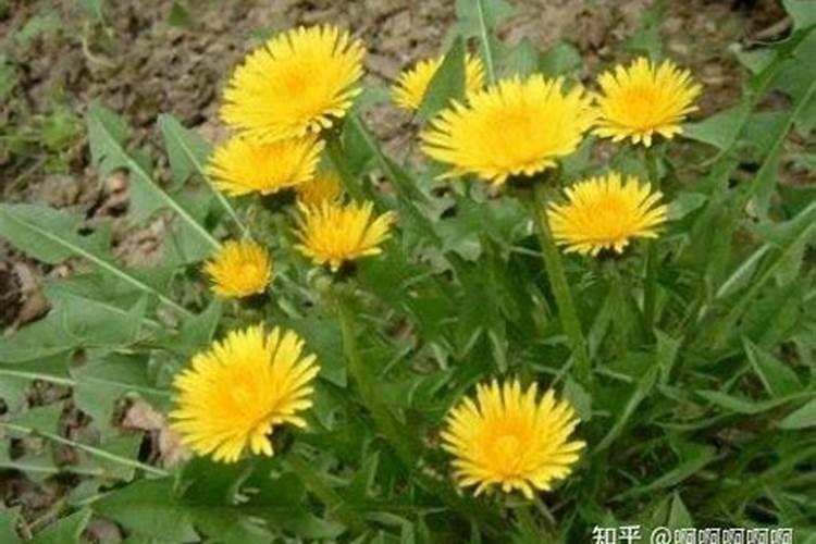 蒲公英施什么肥最好