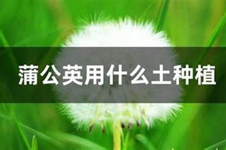 蒲公英施什么肥最好