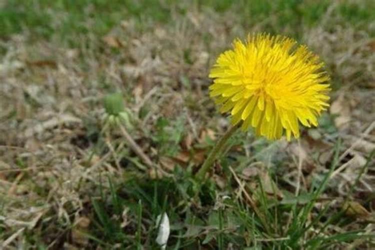 家庭盆栽蒲公英如何施肥 家庭盆栽蒲公英怎么施肥