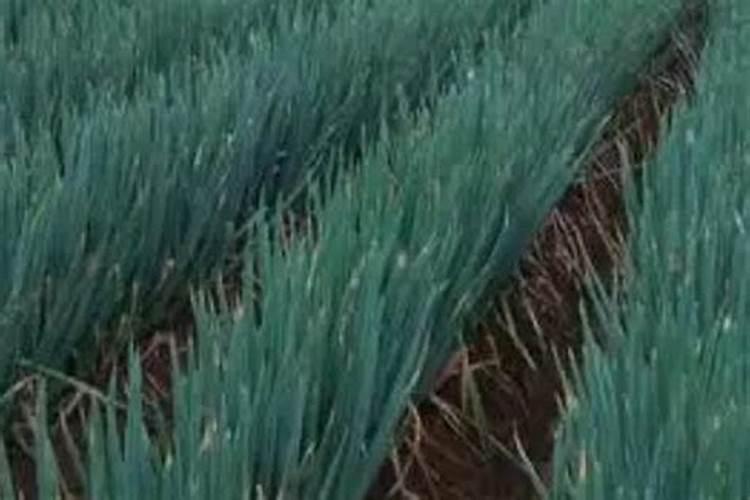 大葱春季育苗技术