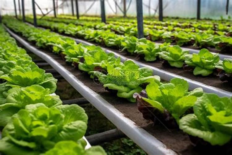 生菜如何施足基肥？生菜该如何追肥？