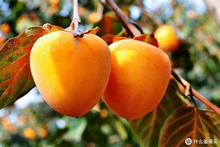 柿子树施什么肥最好