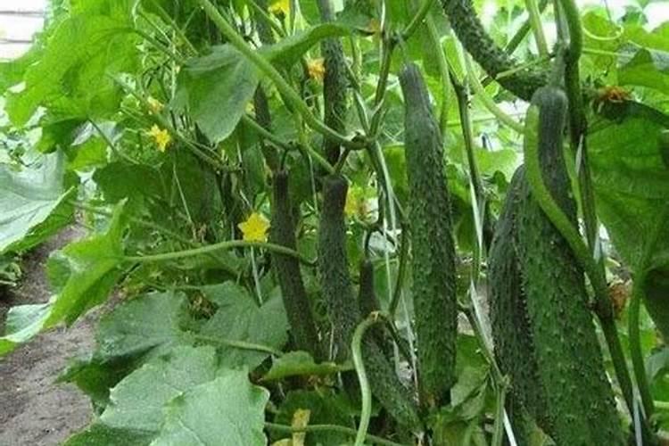 番茄,西瓜,黄瓜用什么肥料养根,生根壮苗主要用什么肥