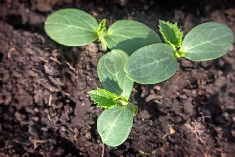 那些蔬菜可以用叶面肥