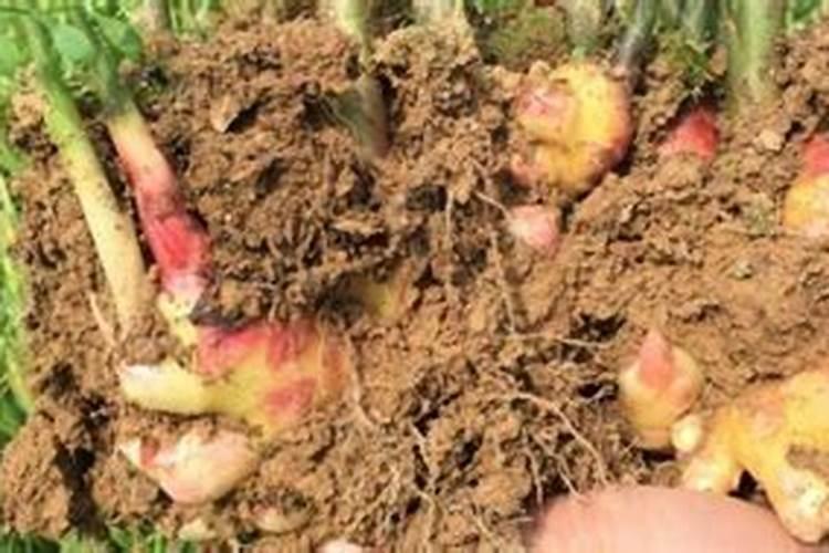 大姜科学用肥量