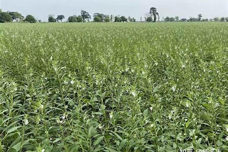 芝麻花期用什么叶面肥较好