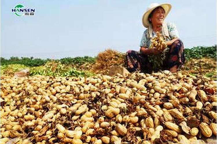 花生追肥用什么肥料最好