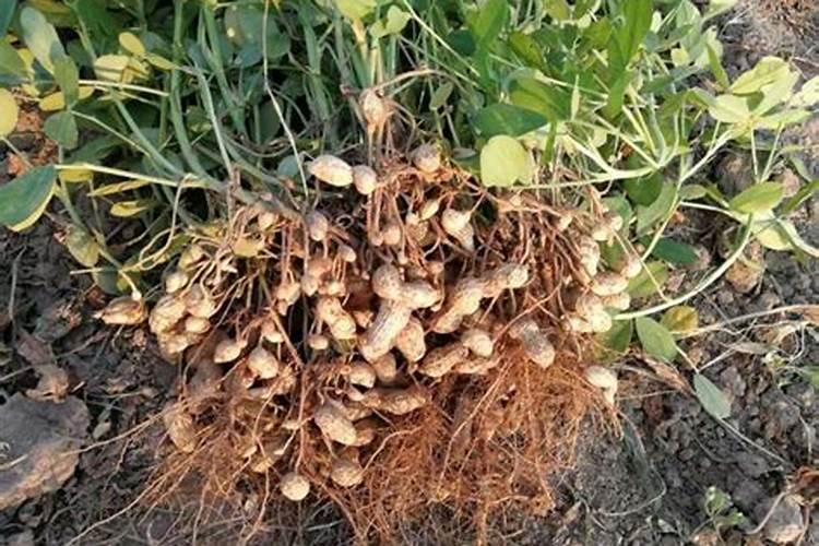 花生追肥用什么肥料好结果多一