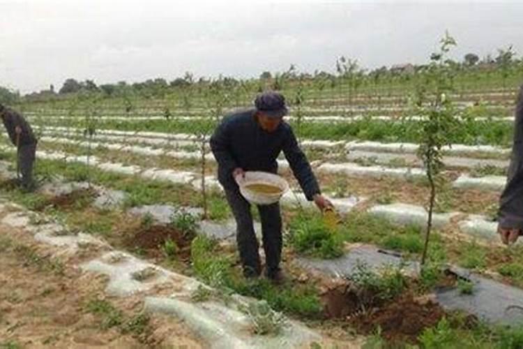 流体硼叶面肥的用量及使用,流体硼叶面肥在玉米什么时候用