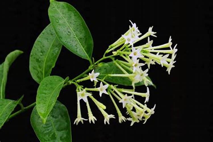 撒破口肥什么时间