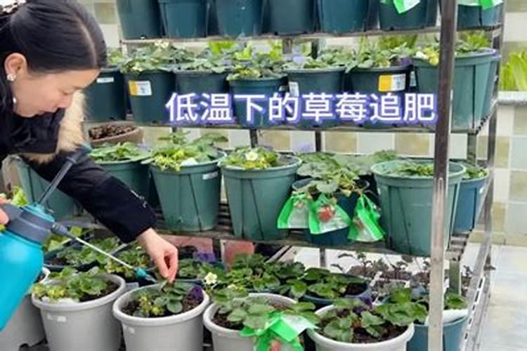 盐碱地也能长出好草莓