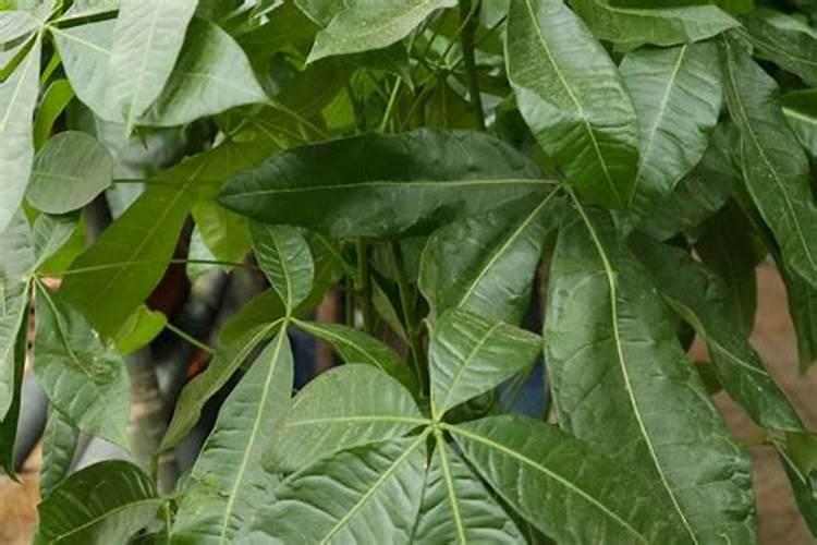 发财树用什么肥料最好